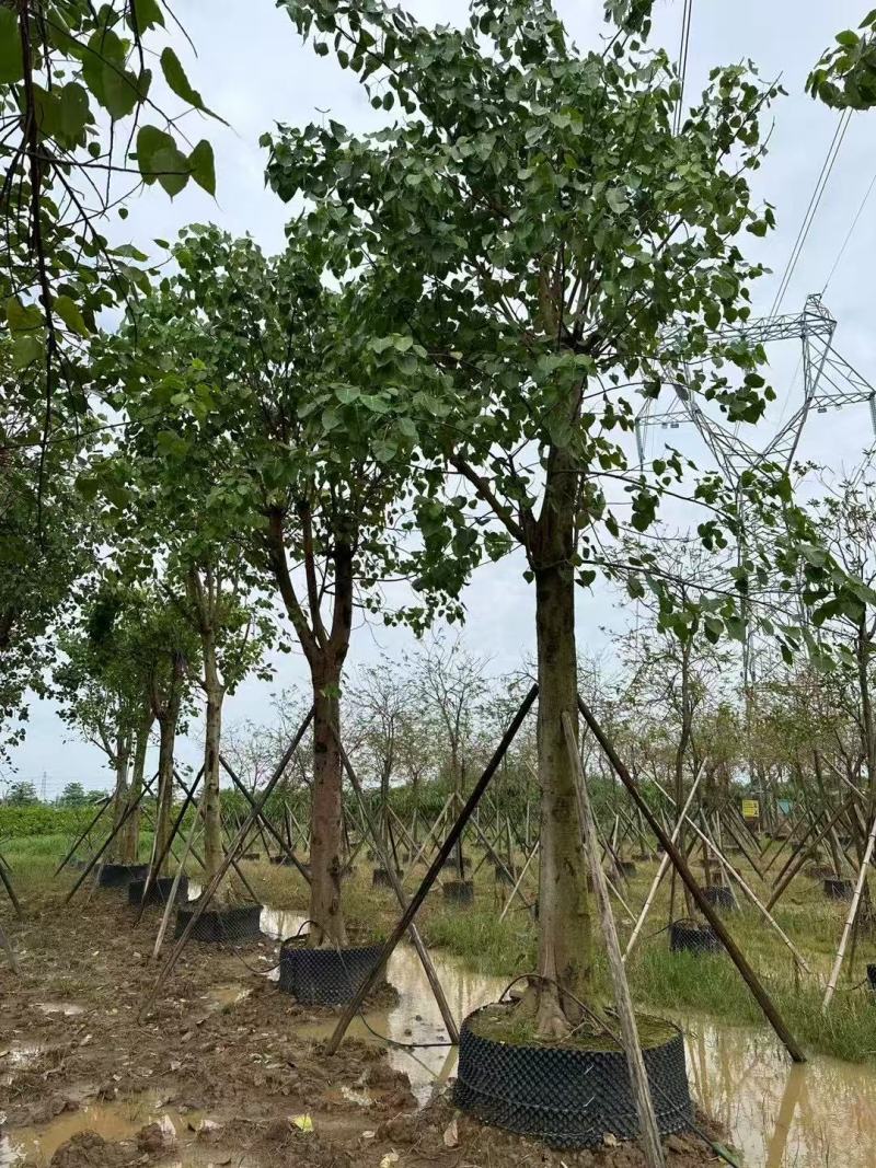 菩提榕基地大量低价出售