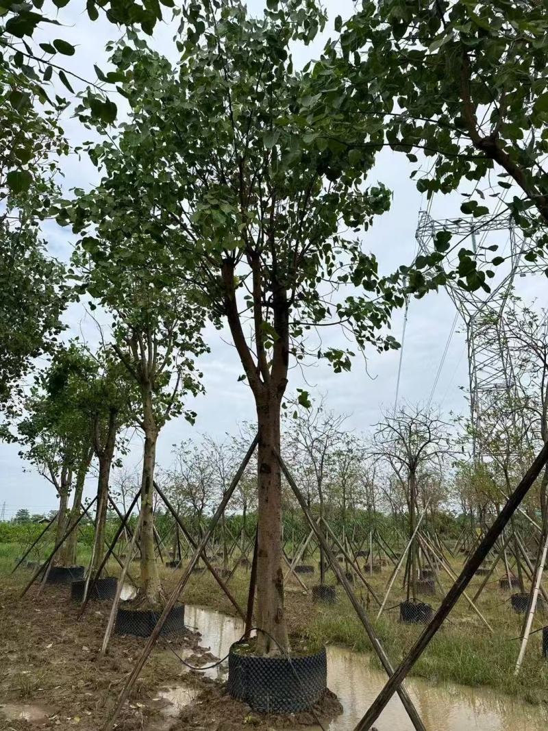 菩提榕基地大量低价出售