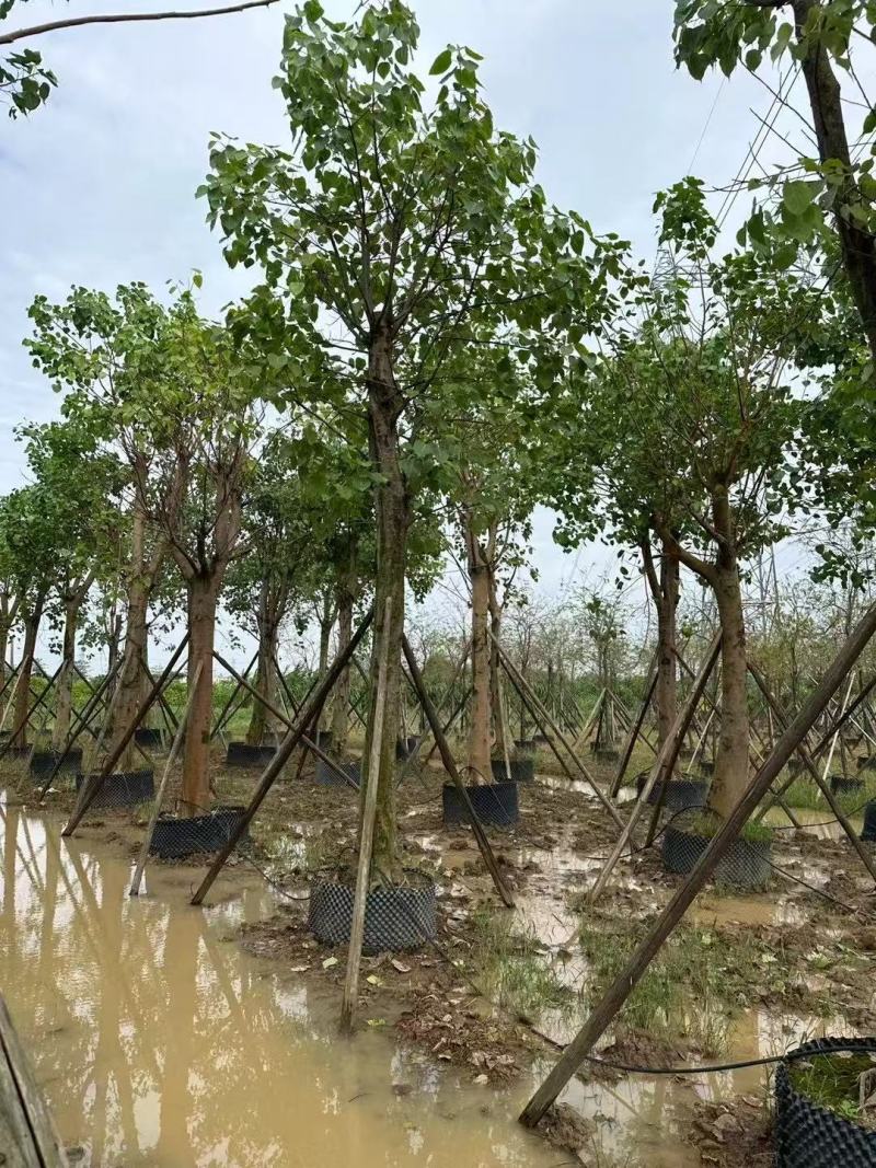 菩提榕基地大量低价出售