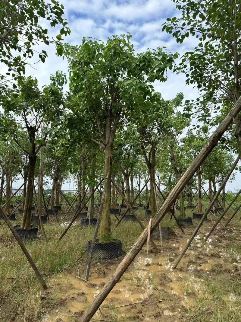 菩提榕基地大量低价出售