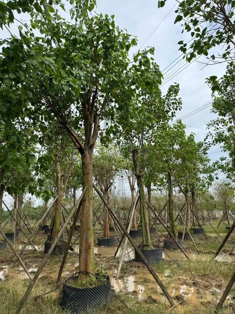 菩提榕基地大量低价出售