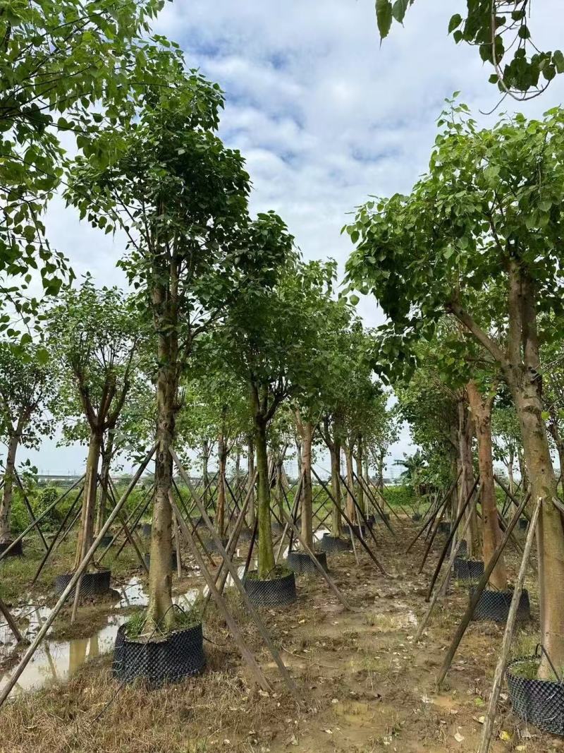 菩提榕基地大量低价出售