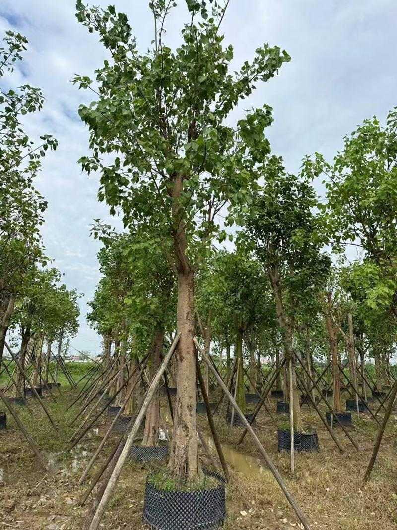 菩提榕基地大量低价出售