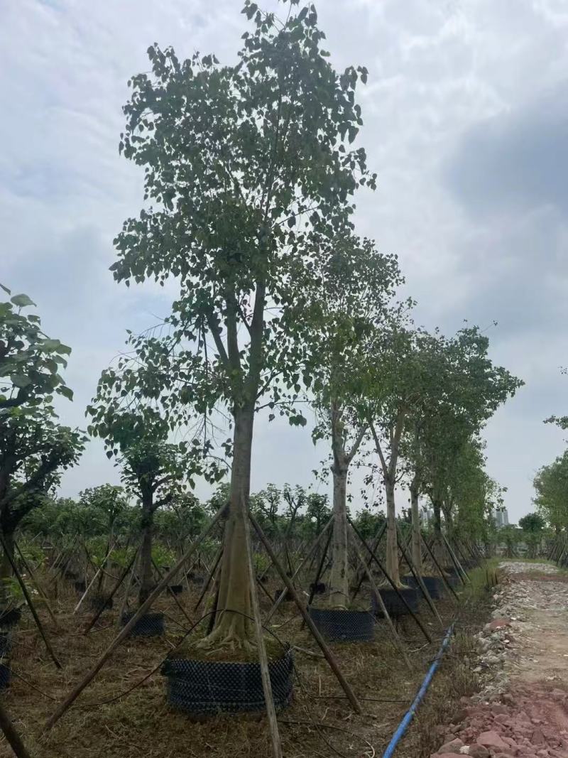 菩提榕基地大量低价出售