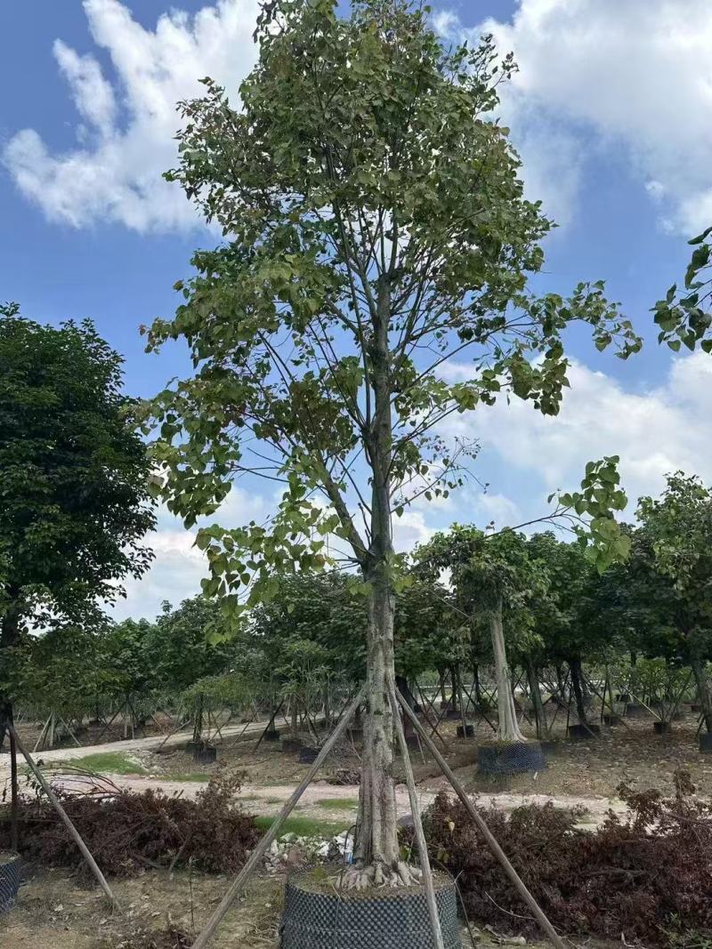 菩提榕基地大量低价出售
