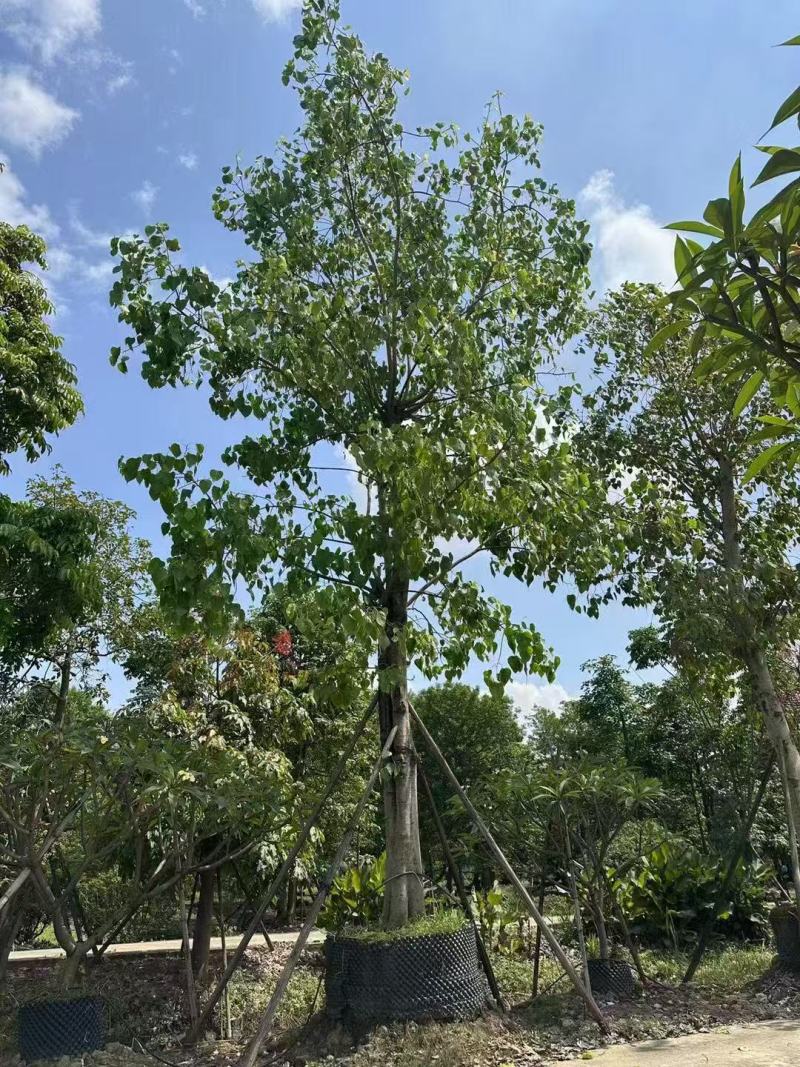 菩提榕基地大量低价出售