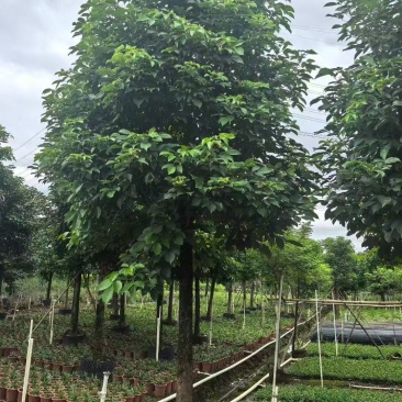 秋枫重阳木基地大量低价出售