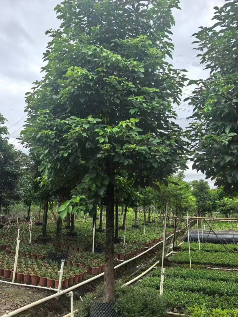 秋枫重阳木基地大量低价出售