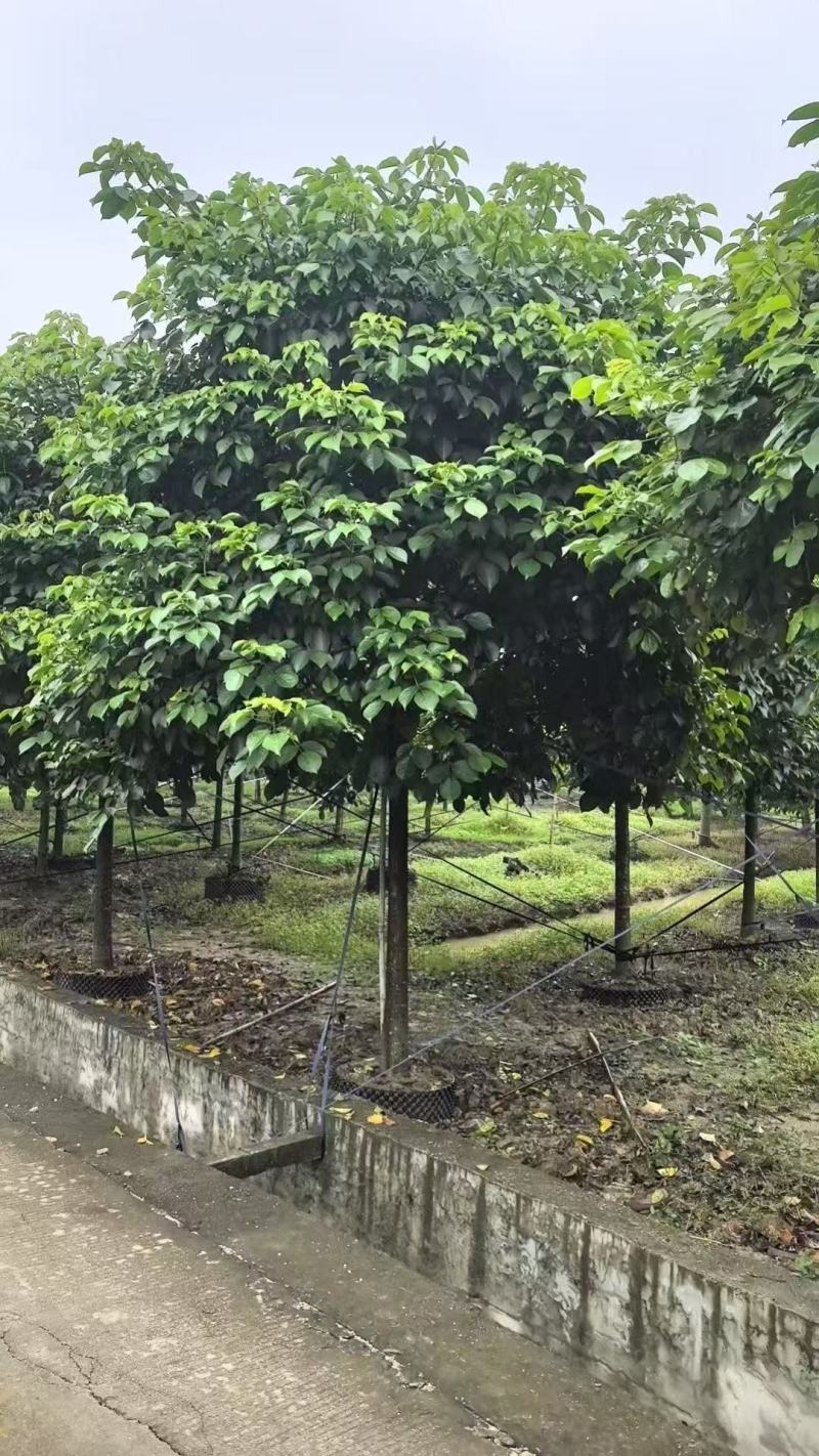 秋枫重阳木基地大量低价出售