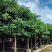 秋枫重阳木基地大量低价出售