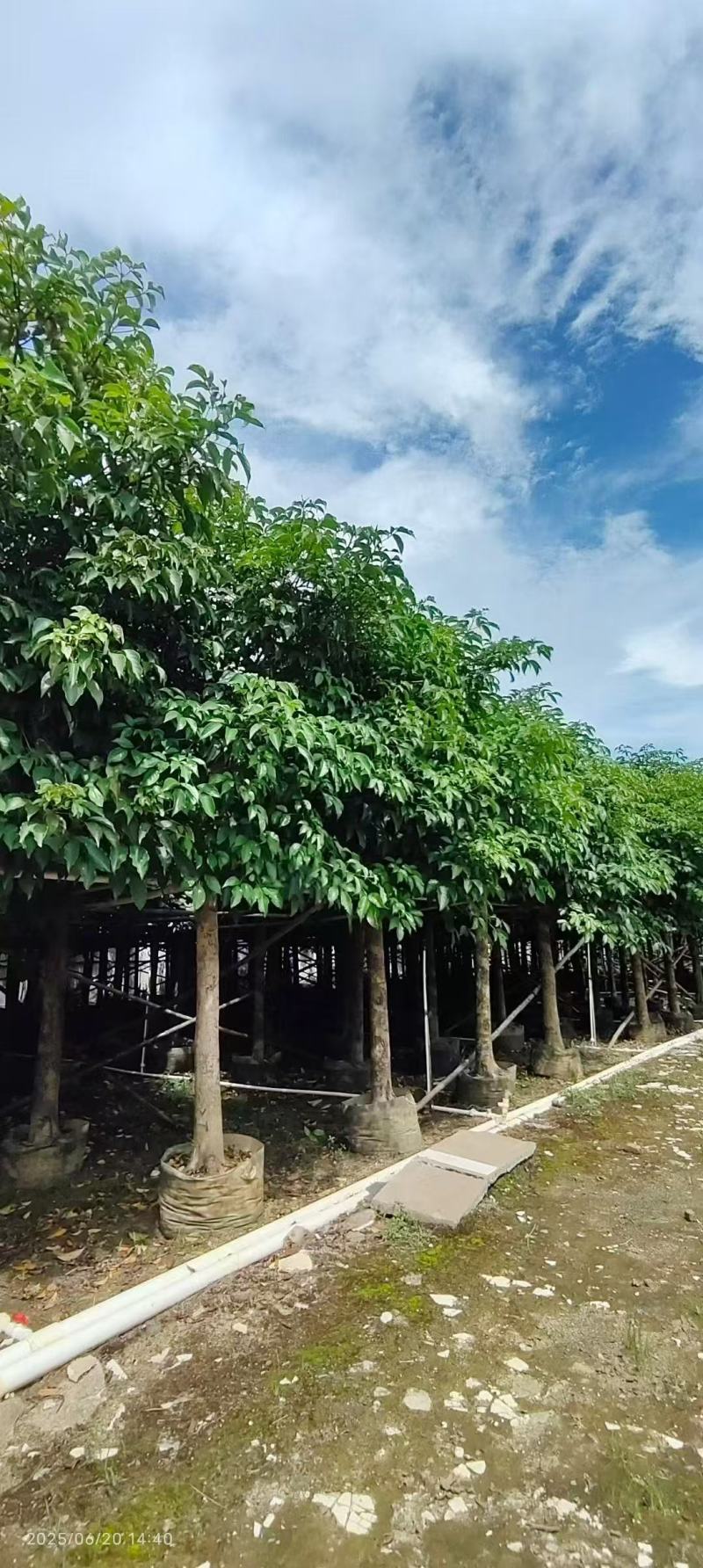秋枫重阳木基地大量低价出售