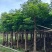 秋枫重阳木基地大量低价出售