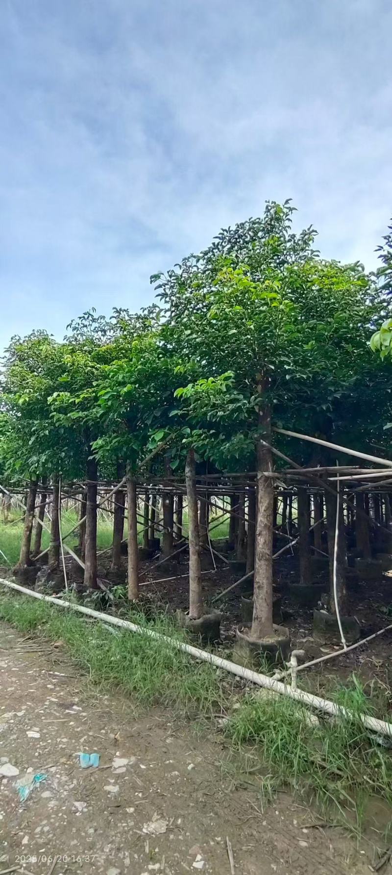 秋枫重阳木基地大量低价出售