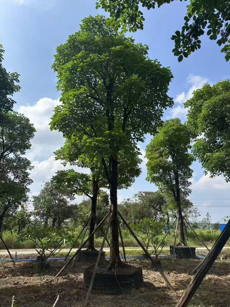 秋枫重阳木基地大量低价出售