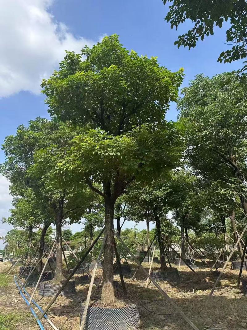 秋枫重阳木基地大量低价出售