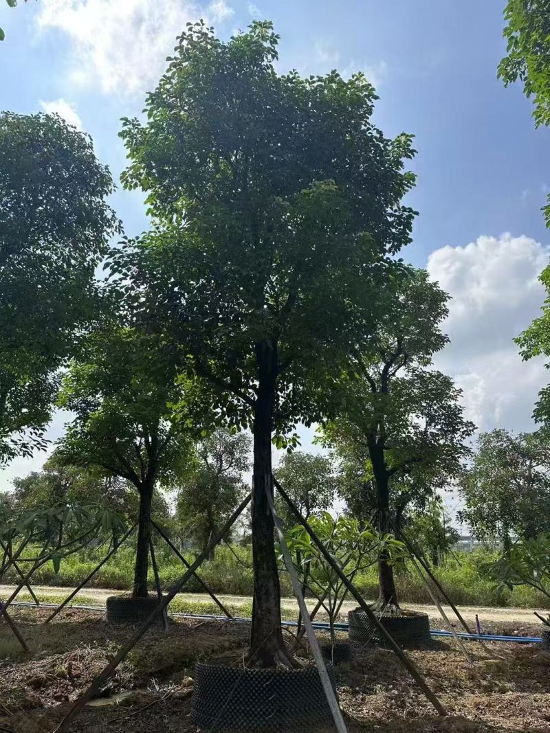 秋枫重阳木基地大量低价出售