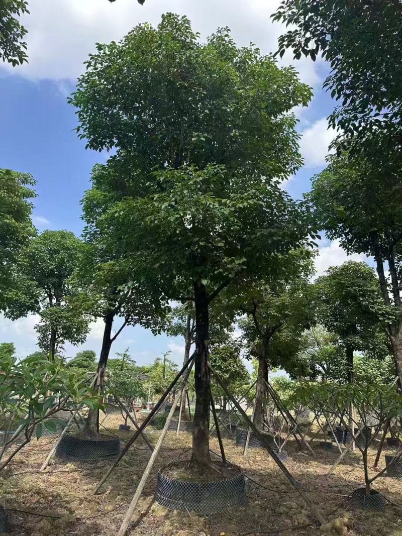 秋枫重阳木基地大量低价出售