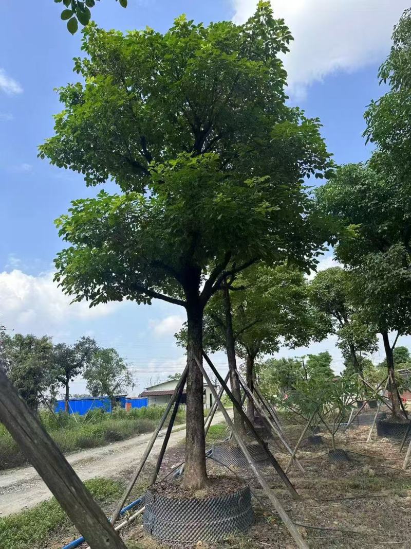 秋枫重阳木基地大量低价出售
