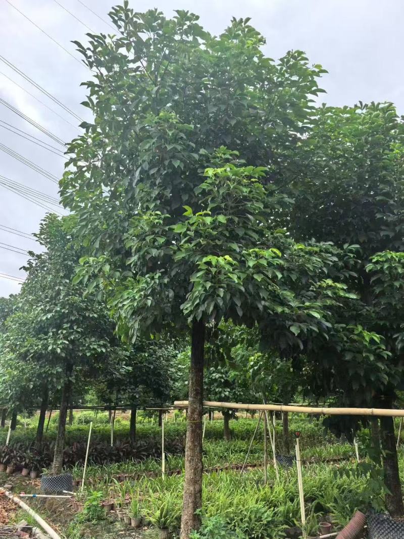 秋枫重阳木基地大量低价出售