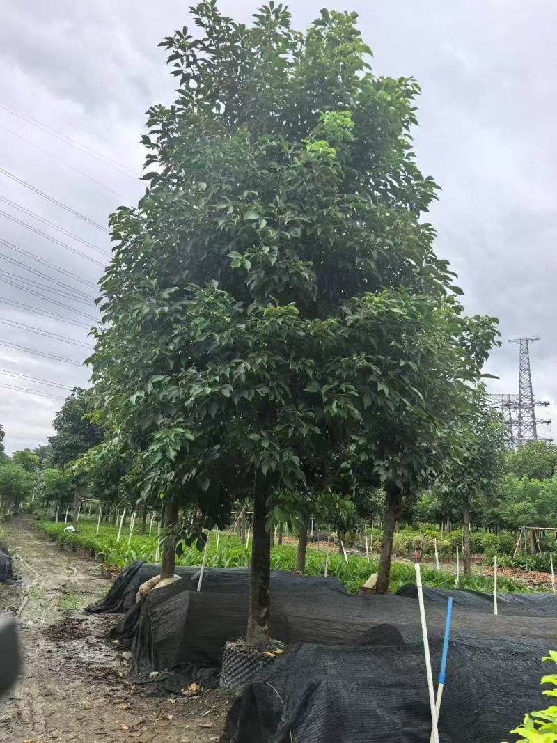 秋枫重阳木基地大量低价出售