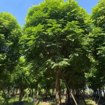 人面子基地大量低价出售