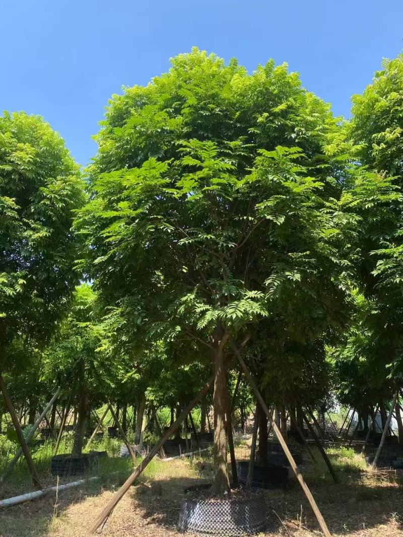 人面子基地大量低价出售
