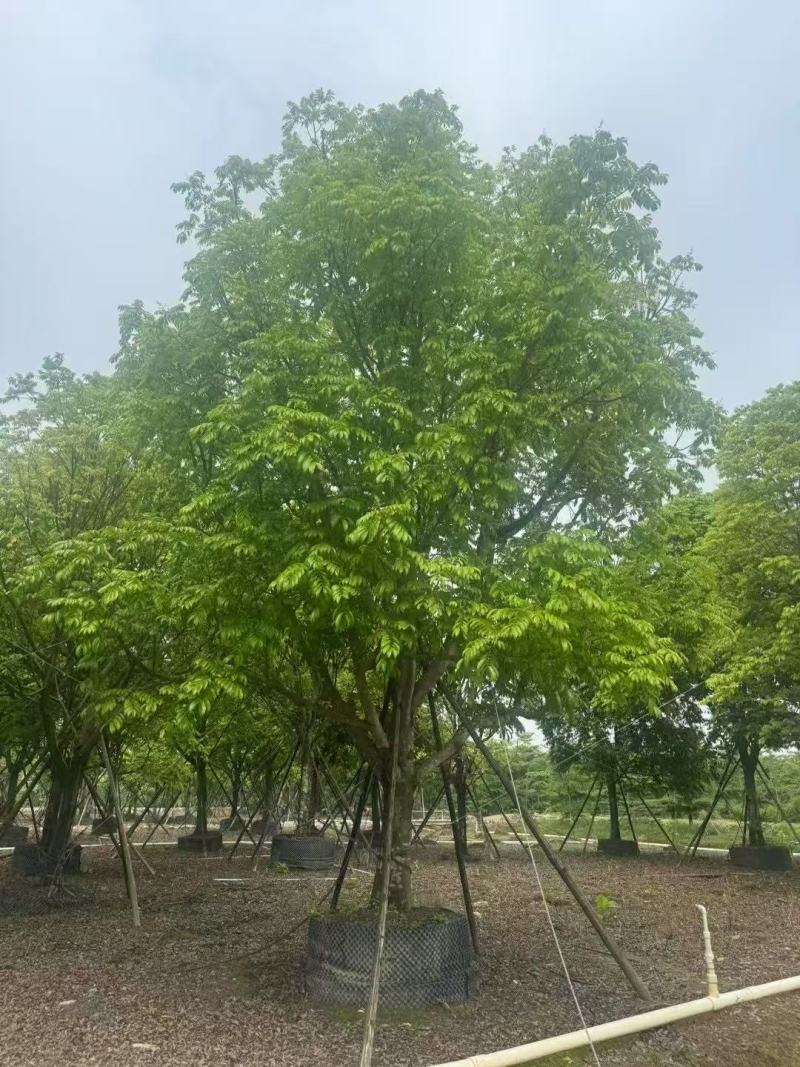 人面子基地大量低价出售
