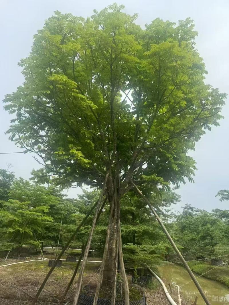 人面子基地大量低价出售