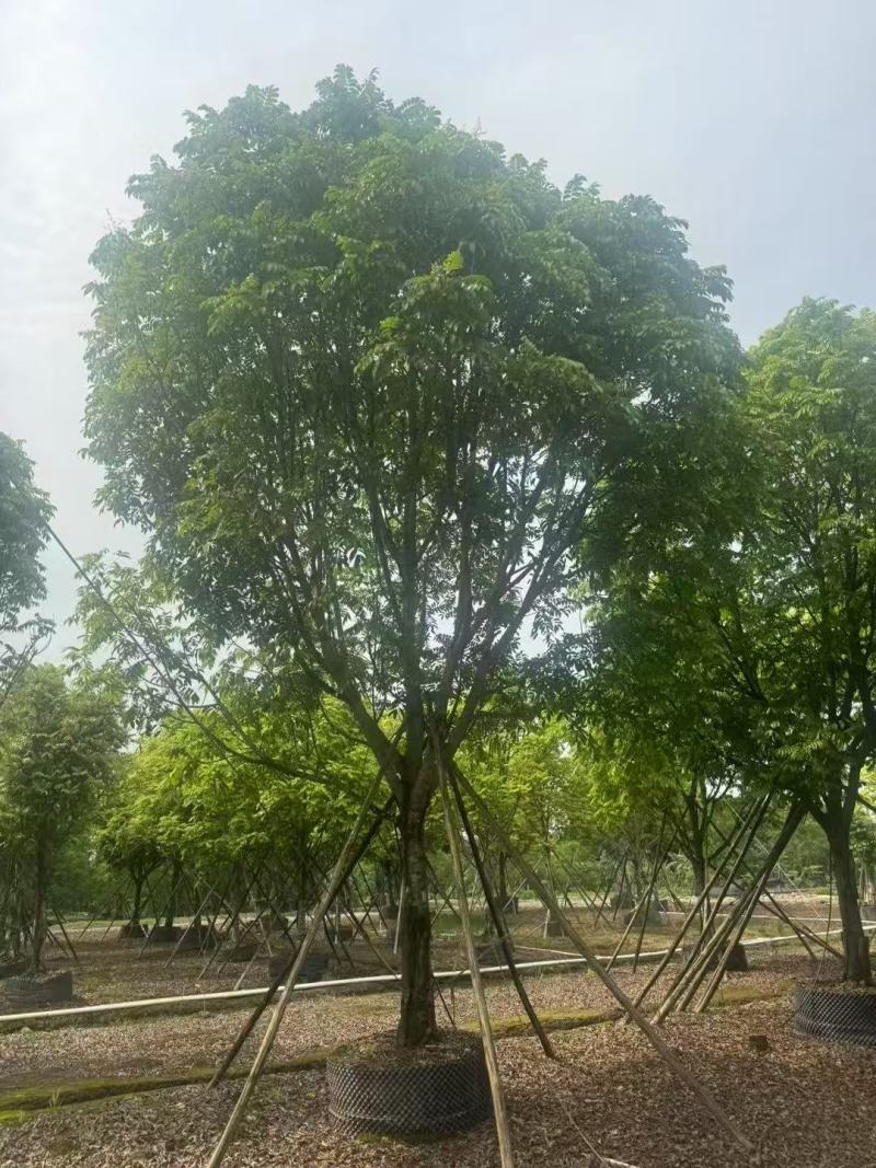 人面子基地大量低价出售