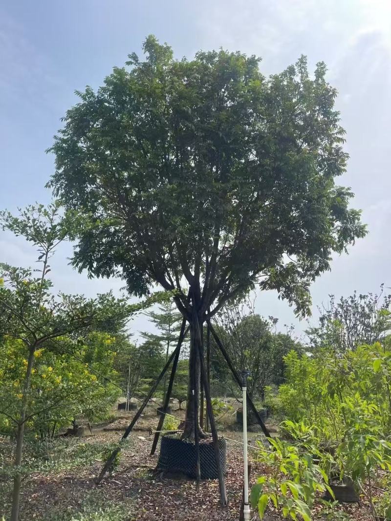 人面子基地大量低价出售