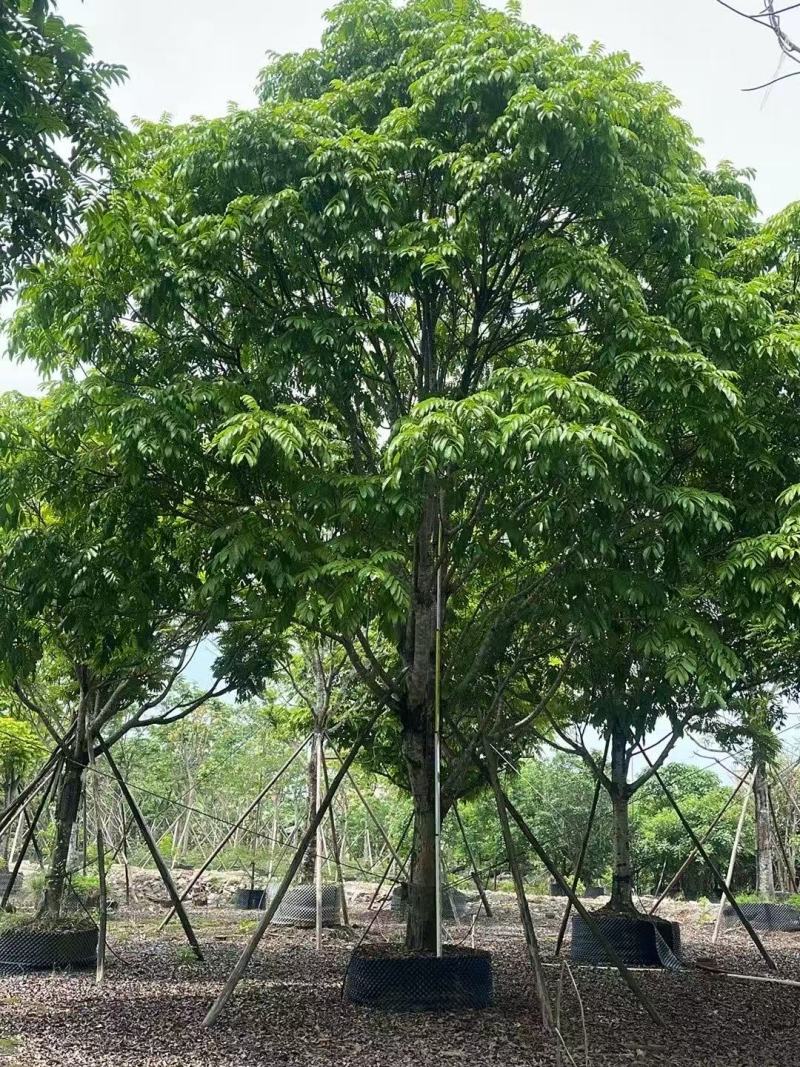 人面子基地大量低价出售