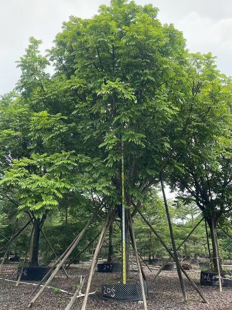 人面子基地大量低价出售