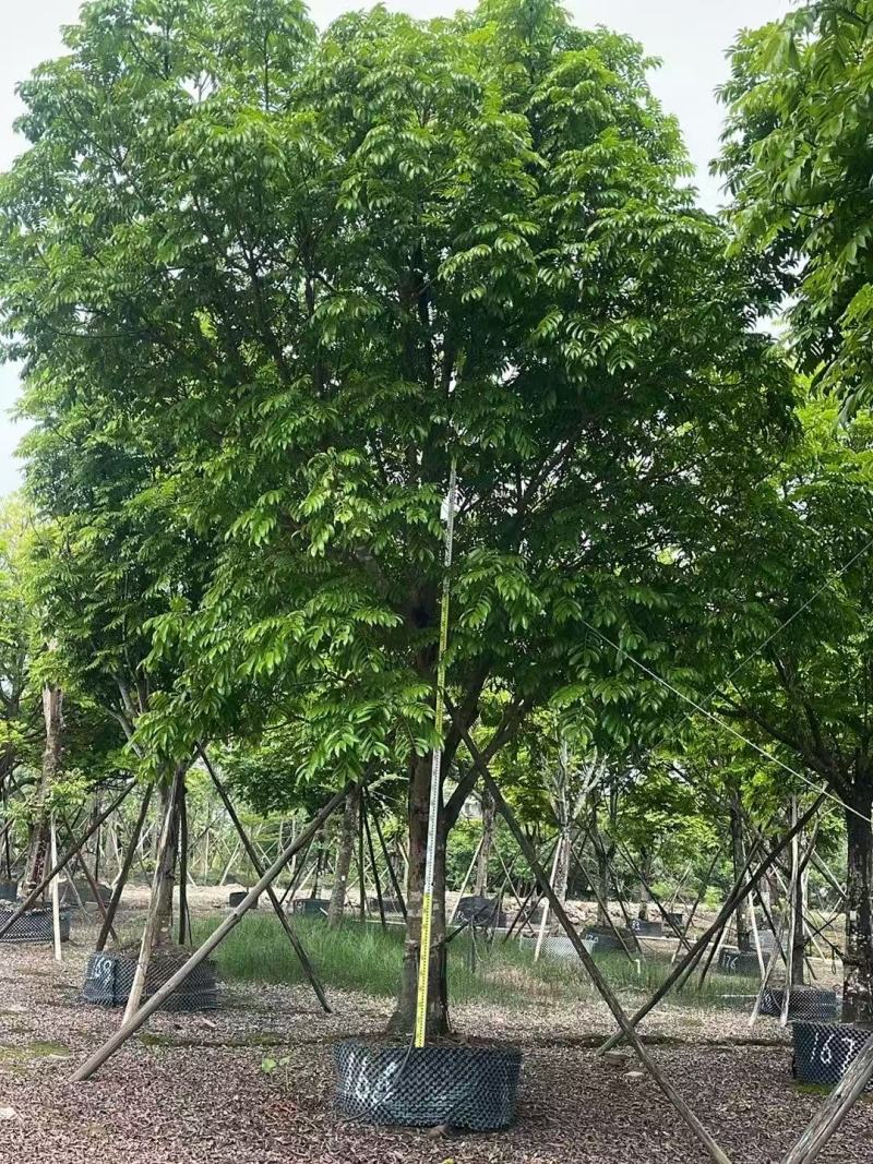 人面子基地大量低价出售