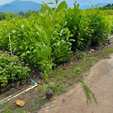 马占相思基地大量出售