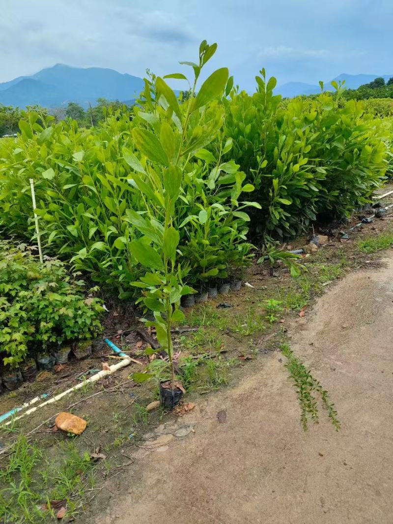 马占相思基地大量出售