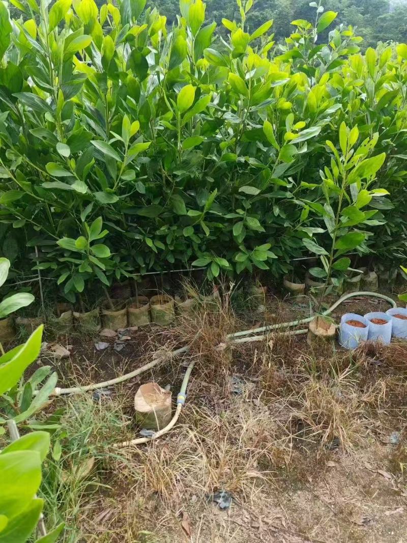 马占相思基地大量出售