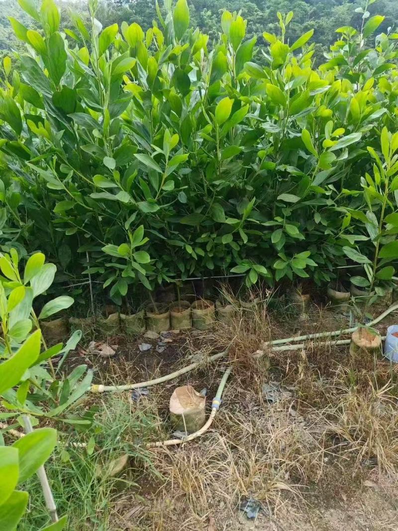 马占相思基地大量出售