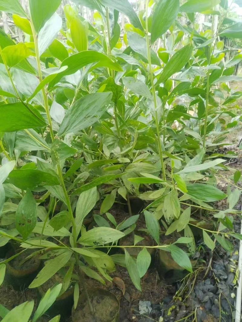 马占相思基地大量出售