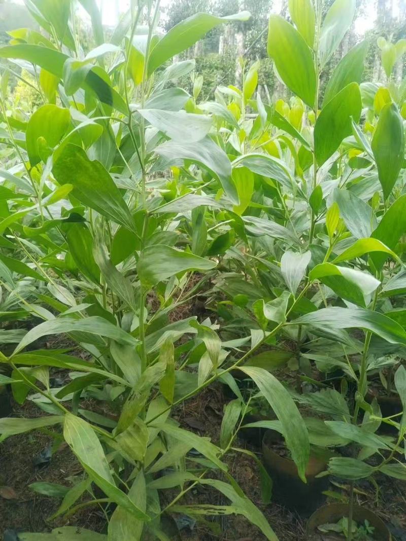 马占相思基地大量出售