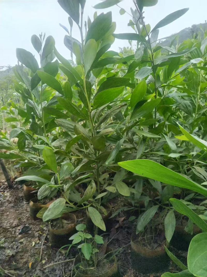 马占相思基地大量出售