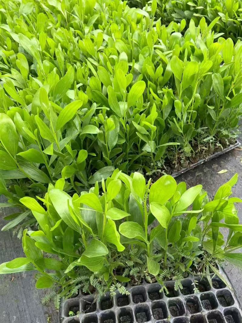 马占相思基地大量出售