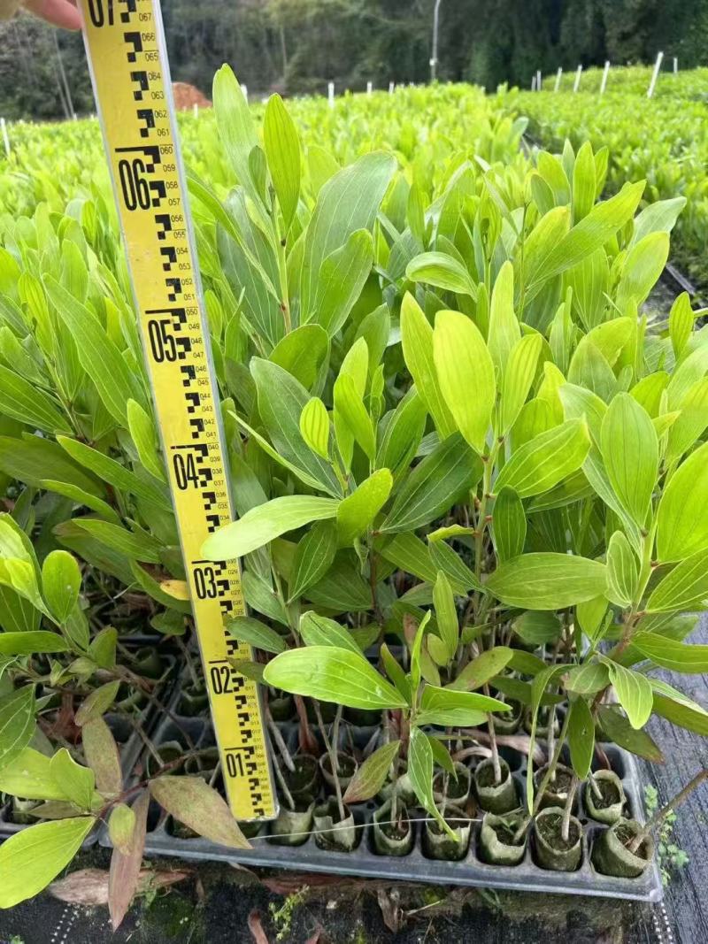 马占相思基地大量出售