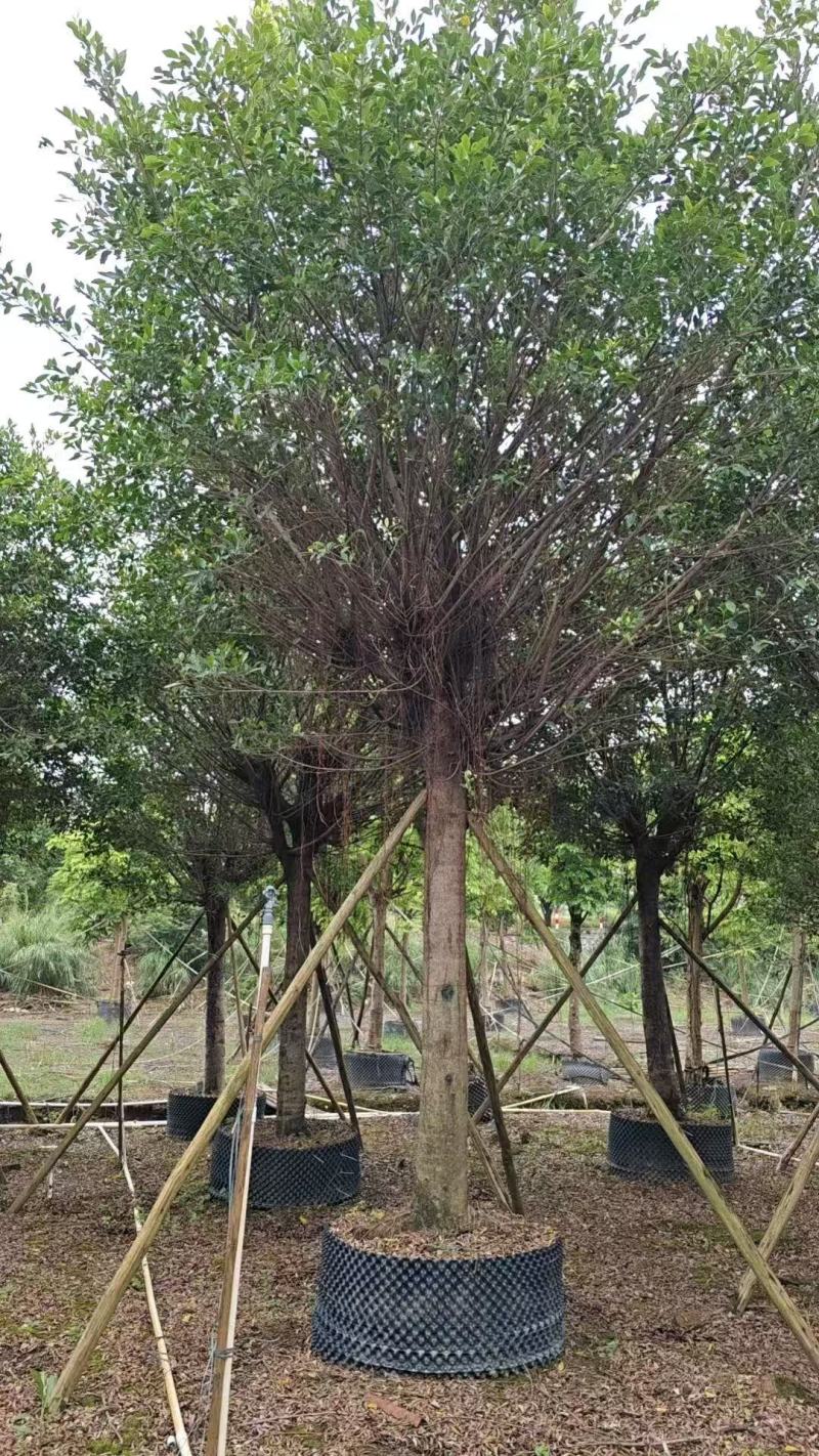 小叶榕细叶榕基地大量低价出售