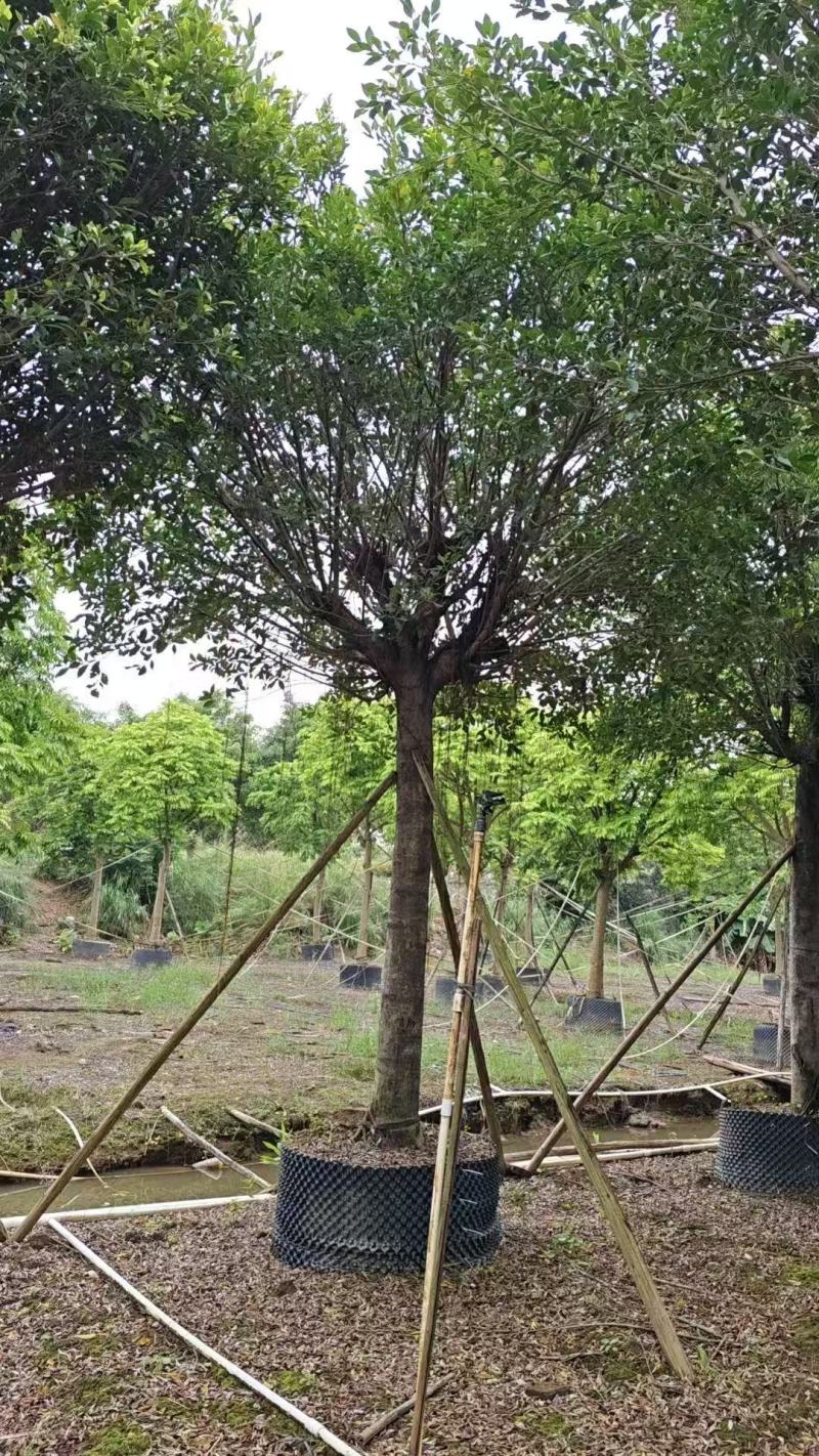 小叶榕细叶榕基地大量低价出售