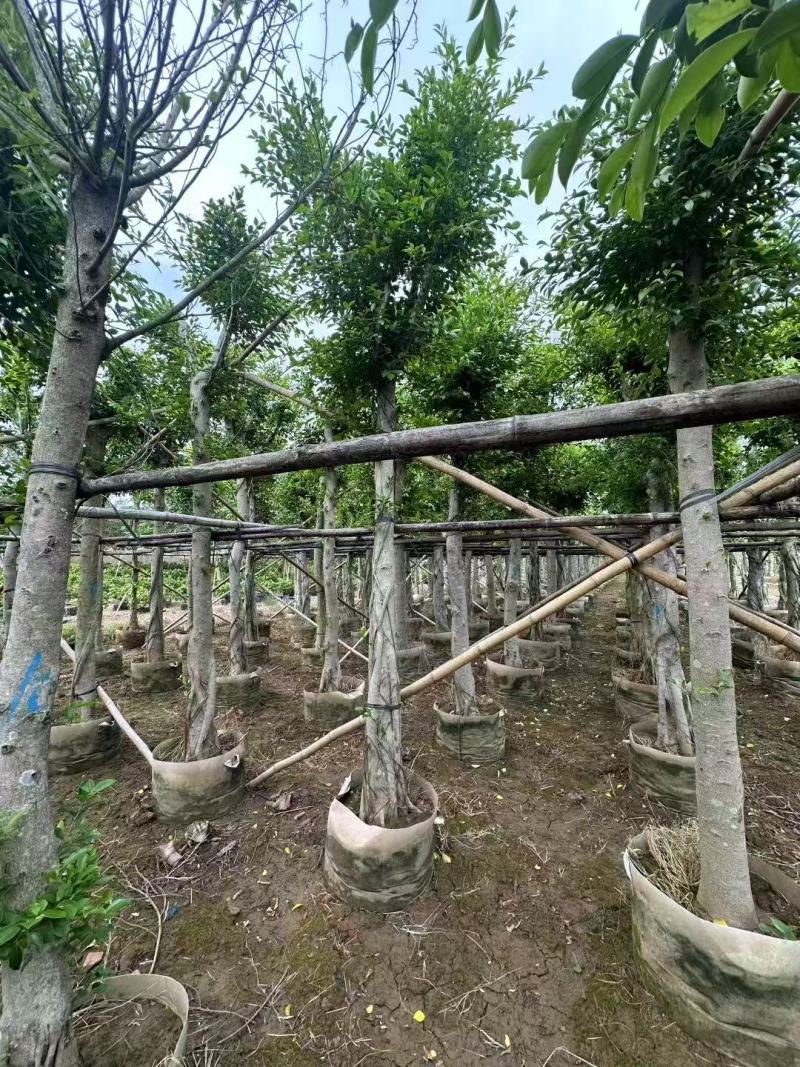 小叶榕细叶榕基地大量低价出售