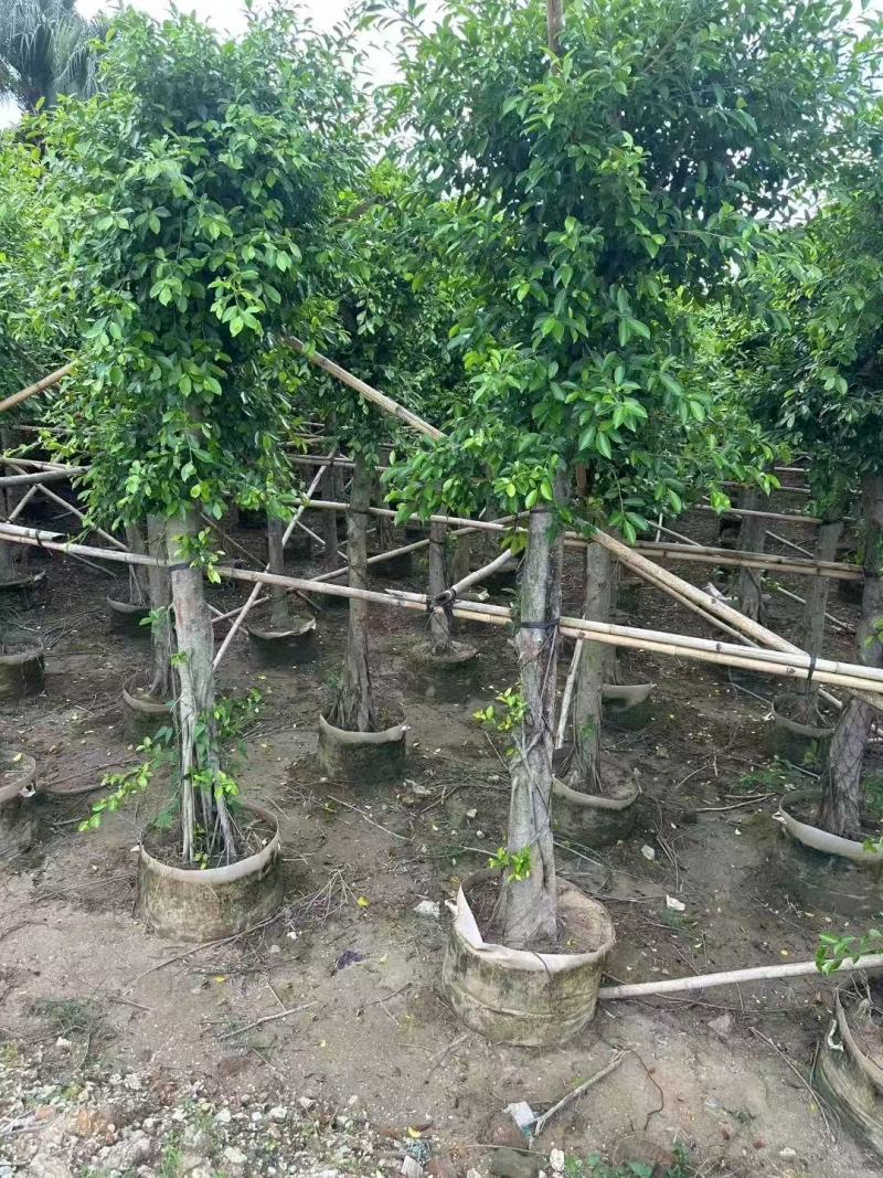 小叶榕细叶榕基地大量低价出售