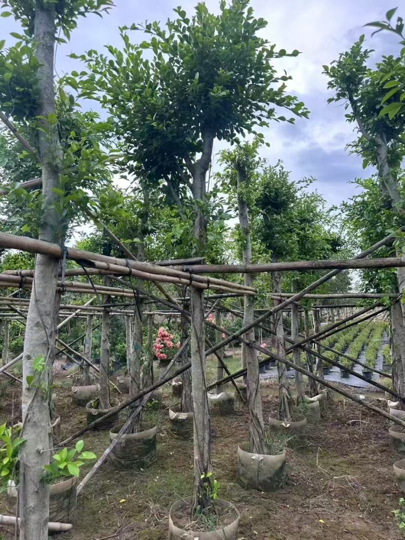小叶榕细叶榕基地大量低价出售