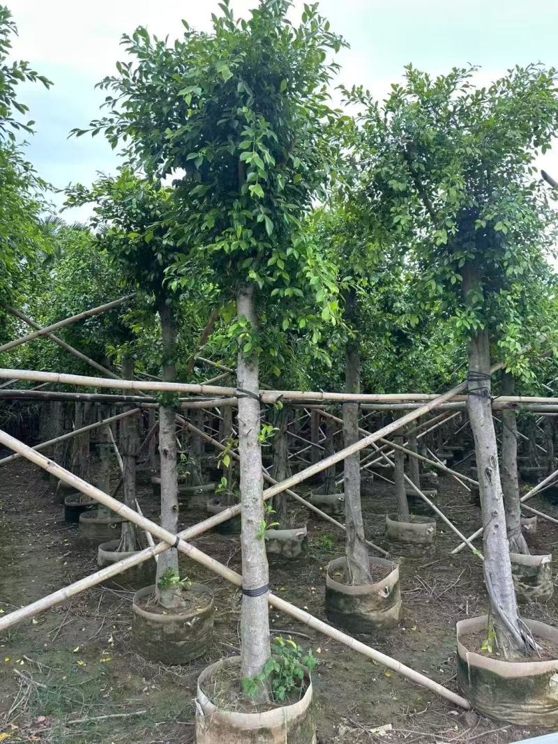 小叶榕细叶榕基地大量低价出售