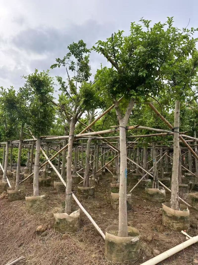 小叶榕细叶榕基地大量低价出售