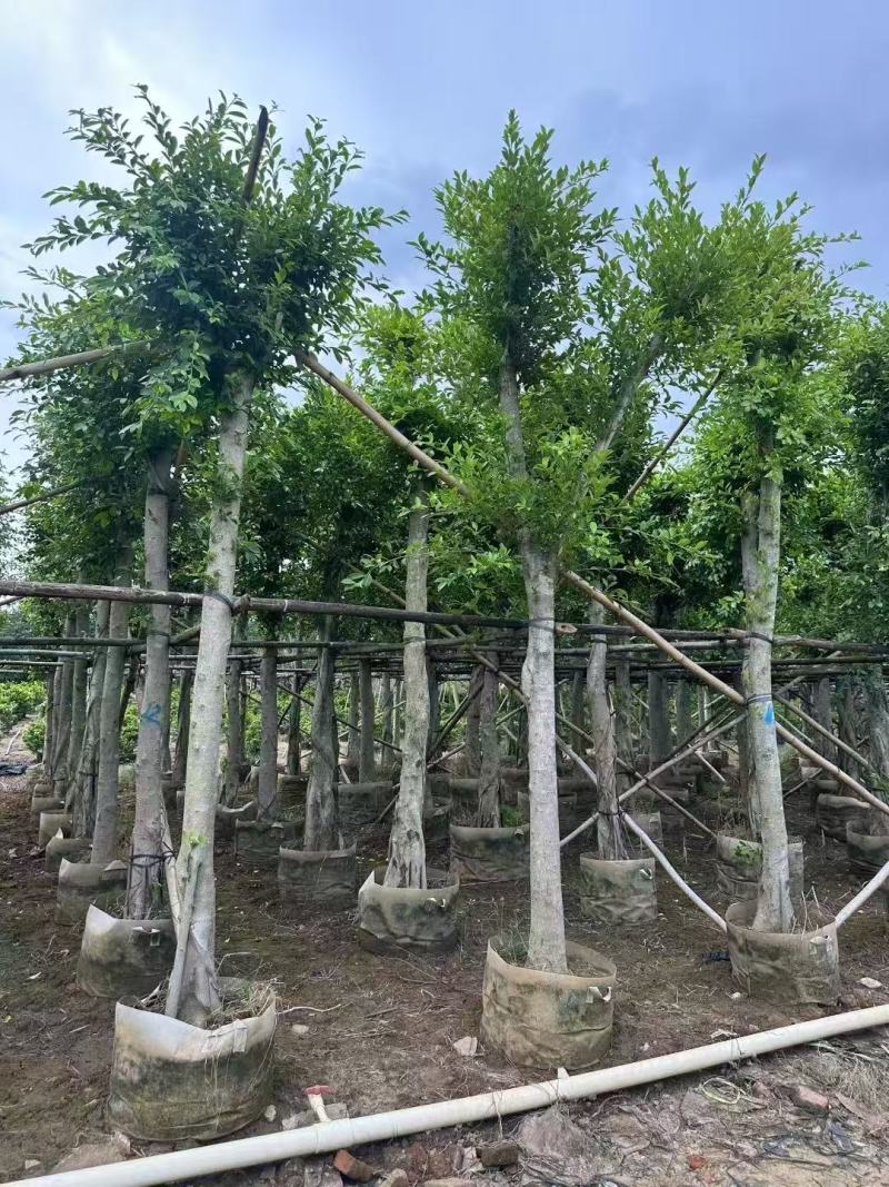 小叶榕细叶榕基地大量低价出售